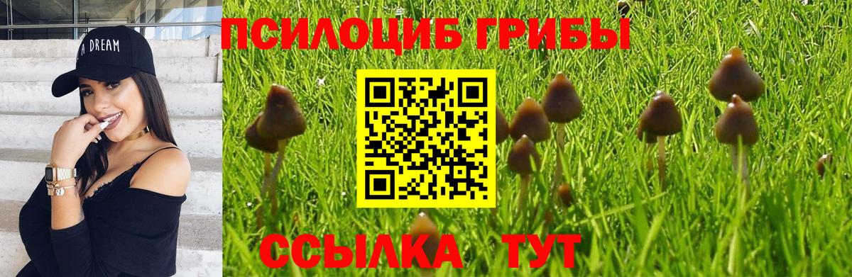 Галлюциногенные грибы Psilocybine cubensis Оренбург